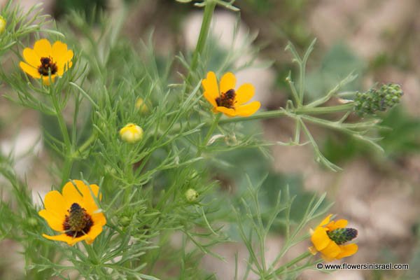 Adonis dentata, Toothed Pheasant's Eye, דמומית משוננת, أدونيس مسنن