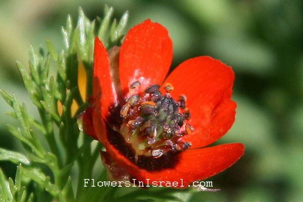Israel Wild Flowers - פרחי בר בישראל