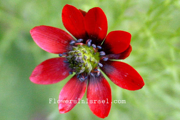 Adonis microcarpa,Small pheasant's eye, Red Chamomile,Dmumit, حنون البس ,דמומית קטנת-פרי