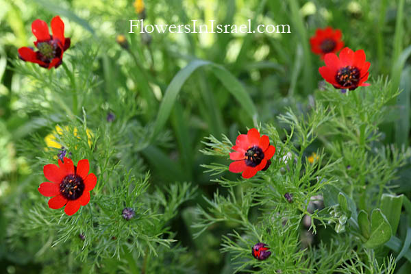 Adonis microcarpa,Small pheasant's eye, Red Chamomile,Dmumit, حنون البس ,דמומית קטנת-פרי