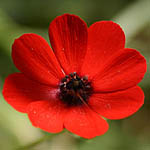 Adonis microcarpa, Flowers, Israel