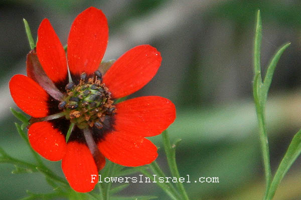 Fleurs sauvages, Wildblumen, Fiori, флоры, Flores Silvestres