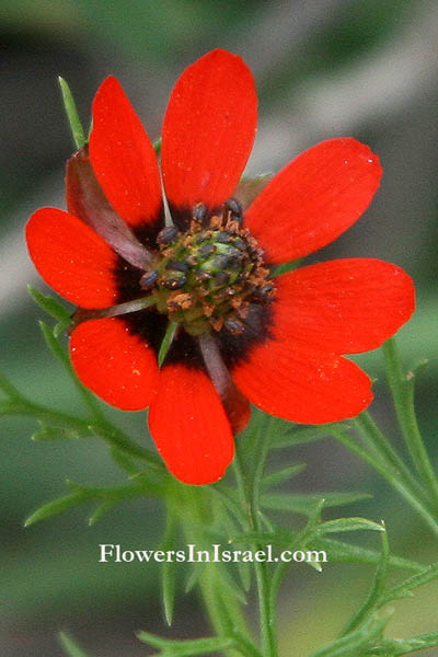 Adonis palaestina, Adonis aestivalis, Palestine Pheasant's Eye, דמומית ארץ-ישראלית, الأدونيس الفلسطيني