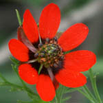 Adonis palaestina, Israel, Red flowers