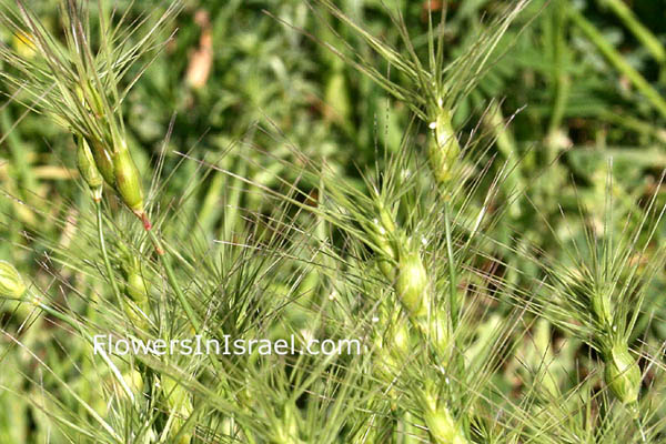 Aegilops biuncialis, Aegilops lorentii, Goatgrass, בן-חיטה דל-שיבולת,حشبش الغنم أو الفار