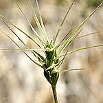 Aegilops biuncialis, Flowers, Israel