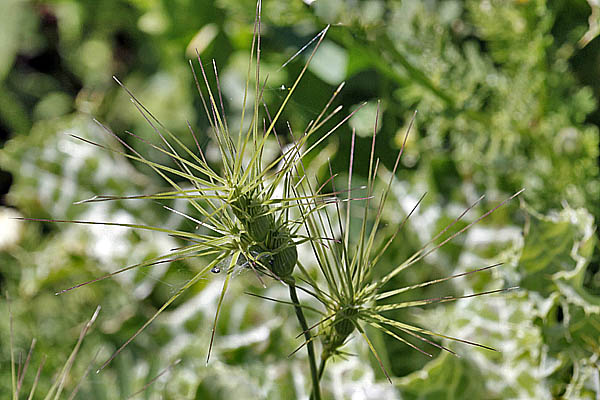 Israel, Botany, Nature, Wildflowers