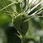 Aegilops geniculata, Israel, green flowers, wildflowers