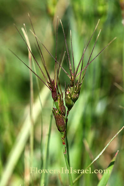 Aegilops peregrina, Aegilops variabilis, Goatgrass, בן-חיטה רב-אנפין