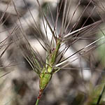 Aegilops peregrina, Israel, green flowers, wildflowers