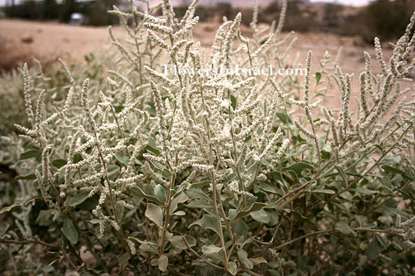 Aerva javanica, Aerva persica, Desert Cotton, לובד המדבר, شجرة النعجة ,  شجرة الغزال ,  يرة