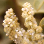 Aerva javanica, Flowers, Israel