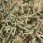 Agathophora alopecuroides, Israel, green flowers, wildflowers