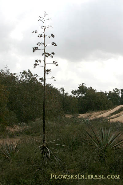 Agave americana, Agave ramosa, Century plant, American agave, American-aloe, אגבה أغاف أمريكي, אמריקנית