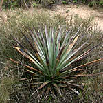 Agave americana, Agave ramosa, Century plant, American agave, American-aloe, אגבה אמריקנית