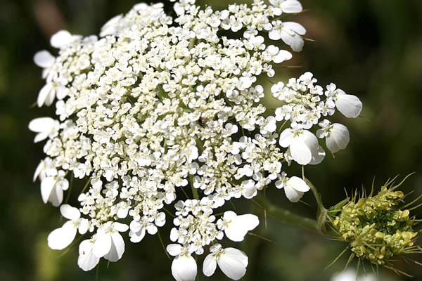 Israel, Flora, Tordylium trachycarpum, Ainsworthia trachycarpa, Cow parsnip,طرديلن خشن الثمار ,סלסילה מצויה