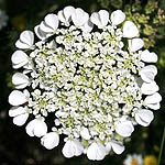 white flower gallery