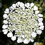 Tordylium trachycarpum, Flowers, Israel, flora