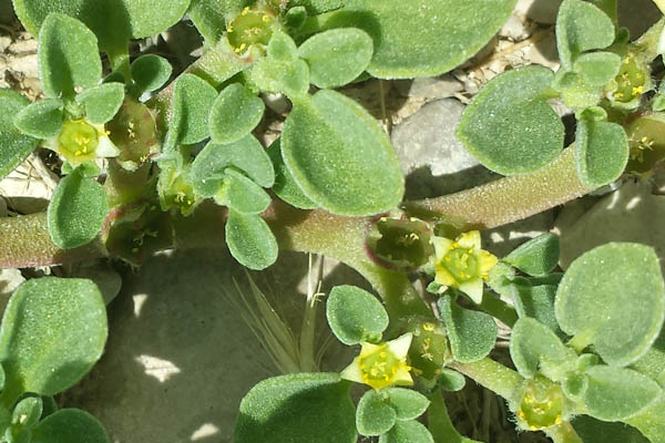 Aizoon canariense, Aizoon procumbens, Glinus chrystallinus, Canarian Aizoon, Purslane-leaved aizoon, حدق , مليح , كشة البلد, חיעד קנרי