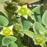 Aizoon canariense, Aizoon procumbens, Glinus chrystallinus