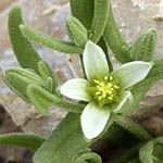 Aizoon hispanicum, Flowers, Israel