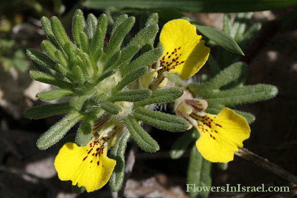 Ajuga chamaepitys, Ground pine, Yellow Bugle, חד-שפה מצוי