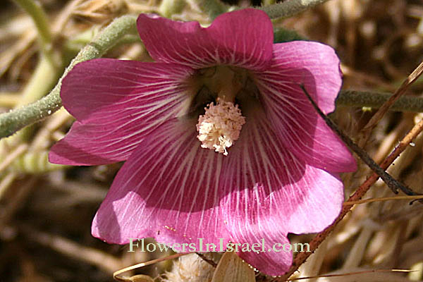 Alcea acaulis,Althaea acaulis, Stemless Hollyhock, חוטמית עין הפרה,  ختمية زاحفة