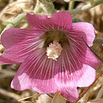 Alcea acaulis, Israel, Pink Flowers