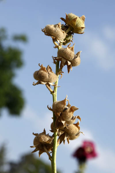 Alcea digitata, Althaea digitata, Fingered Hollyhock,خطمية إصبعية  ,חטמית מאוצבעת 