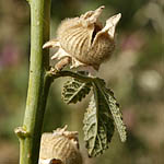 Alcea digitata, Althaea digitata, Flowers, Israel