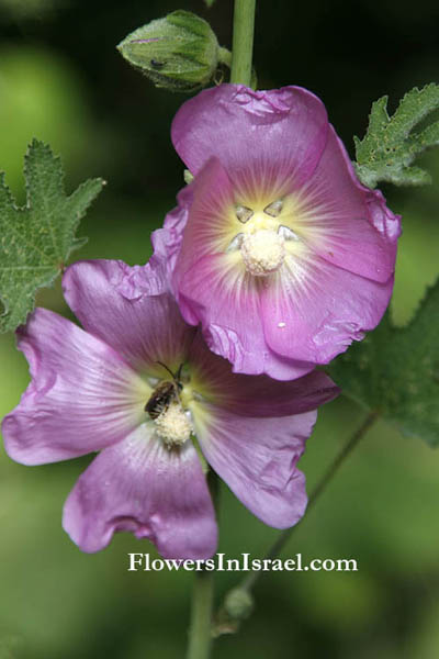 Alcea dissecta, Althaea dissecta, Hollyhock,الخطمية المقطعة , חטמית קרחת