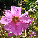 Alcea dissecta, Flowers, Israel