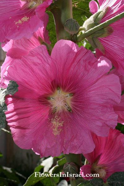 Althaea setosa, Alcea setosa,Bristly hollyhock,الخطمي الهلبي,חטמית זיפנית