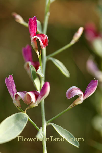 Alhagi graecorum, Alhagi maurorum, Camelgrass, Persian Manna Plant, הגה מצויה