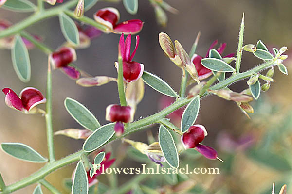 Alhagi graecorum, Alhagi maurorum, Camelgrass, Persian Manna Plant, הגה מצויה