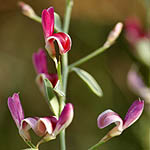Alisma lanceolatum, Israel, Pink Flowers