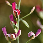 Alisma lanceolatum, Israel wildflowers, Violet Flowers