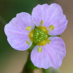 Alisma lanceolatum, Flowers, Israel