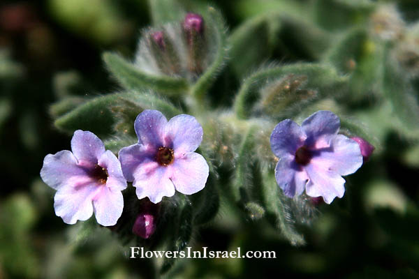 פרחים בישראל, פרחי בר, תמונות
