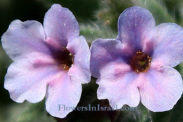 Alkanna strigosa, Spiny Alkanet, هواء جوي، جوه, אלקנה סמורה