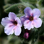 Alkanna strigosa, Israel wildflowers, Dark Blue Flowers