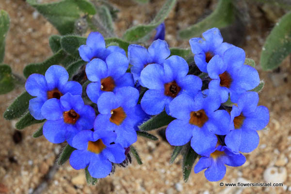 Alkanna tinctoria, Alkanna tuberculata, Alkanet, Dyer's bugloss, אלקנת הצבעים, شنجار / خس الحمار