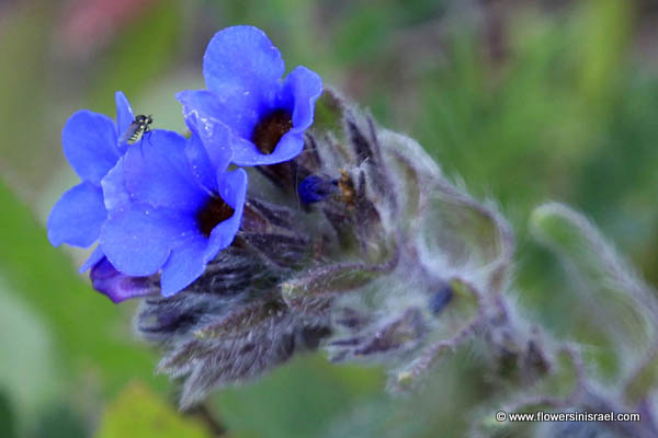 Israel Wildflowers, Alkanna tinctoria, Anchusa tinctoria, Alkanna tuberculata, אלקנת הצבעים