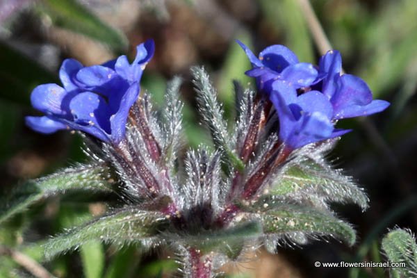 Israel Wildflowers, Alkanna tinctoria, Anchusa tinctoria, Alkanna tuberculata, אלקנת הצבעים
