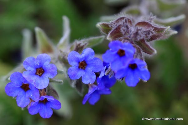 Israel Wildflowers, Alkanna tinctoria, Anchusa tinctoria, Alkanna tuberculata, אלקנת הצבעים