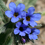 Anchusa tinctura, Israel wildflowers, Dark Blue Flowers