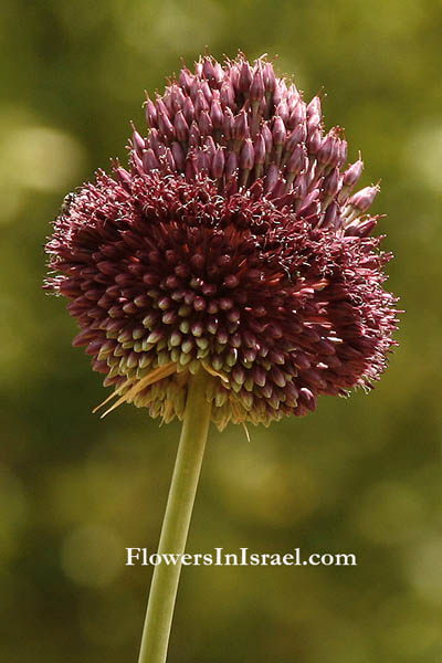Allium ampeloprasum, Allium porrum, Great-Headed Garlic, Elephant garlic, Levant Garlic, Wild Leek, ثوم بري ,שום גבוה