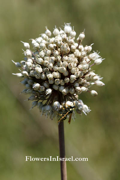 Israel, Flowers, Wildflowers, Pictures