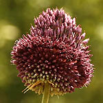 Allium ampeloprasum, Israel wildflowers, Violet Flowers