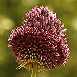 Allium ampeloprasum, Israel, Purple Flowers